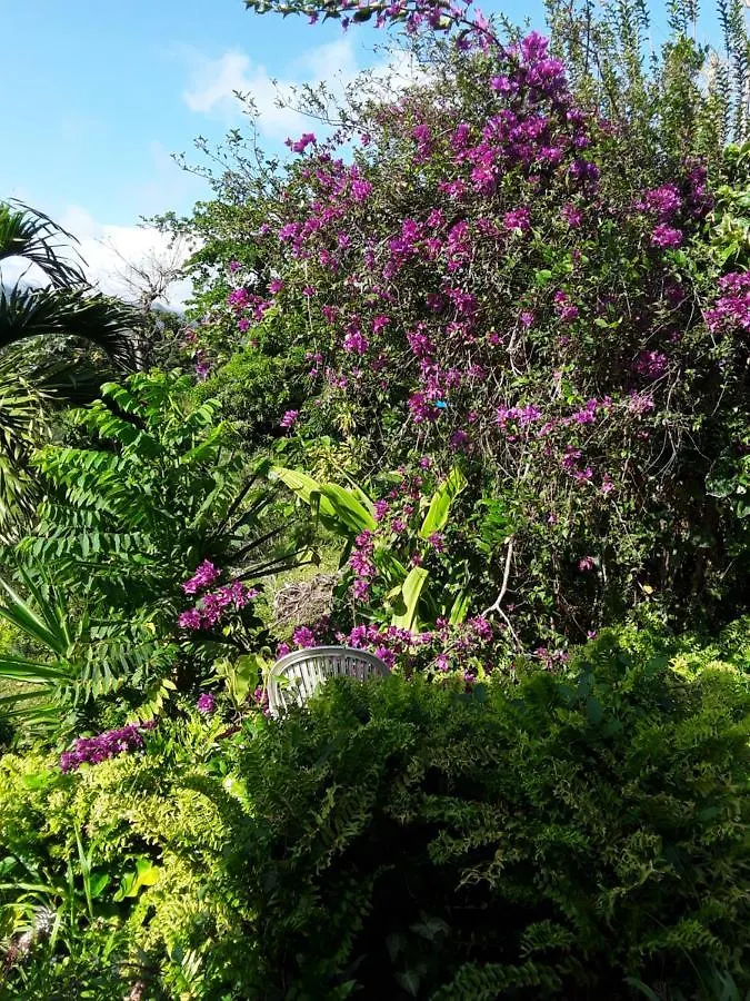 La Siguine Villa Gourbeyre Holiday home
