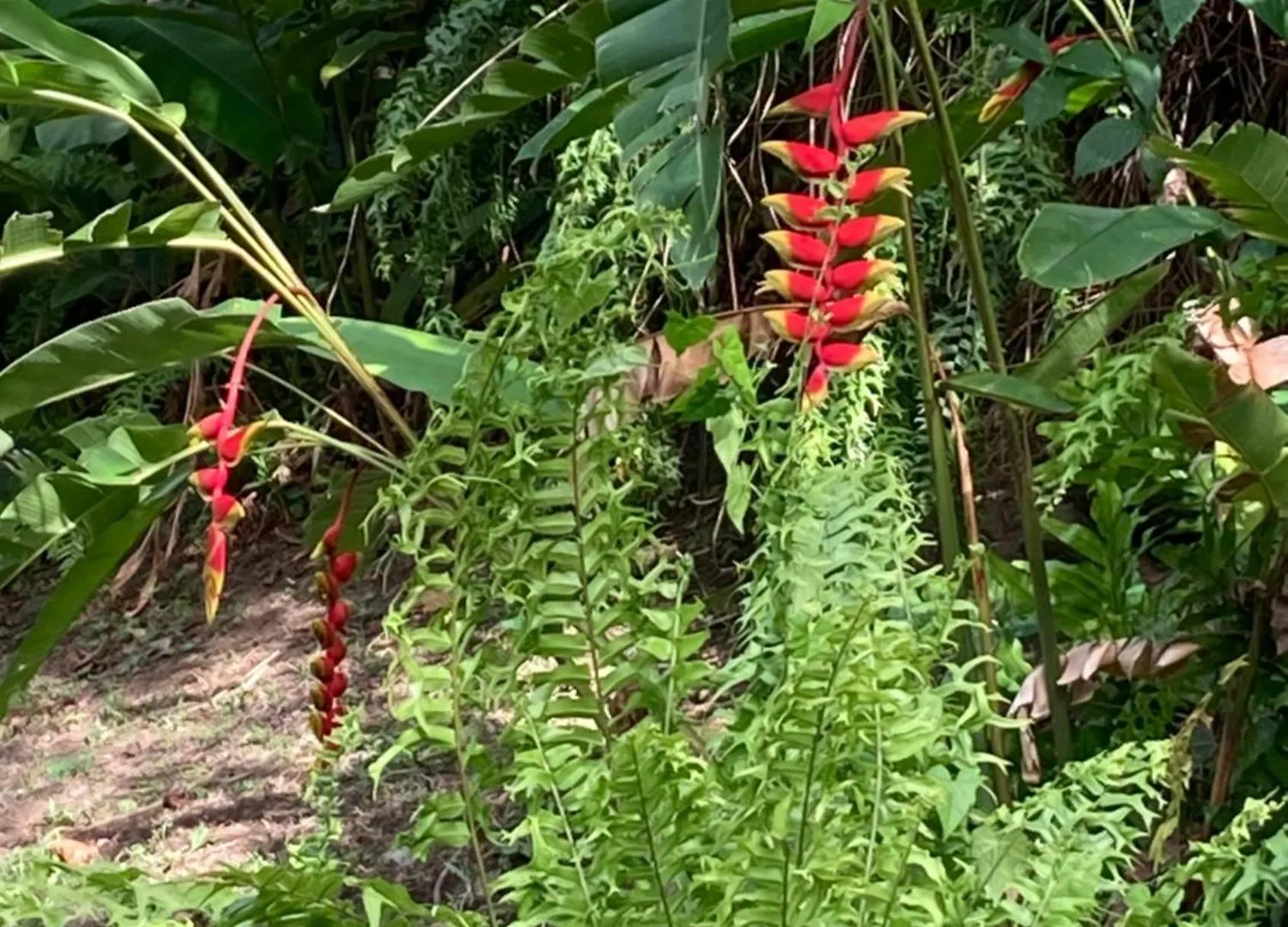 La Siguine Villa Gourbeyre Guadeloupe